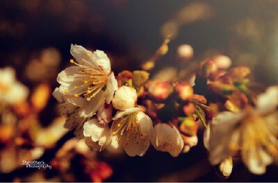 ❀