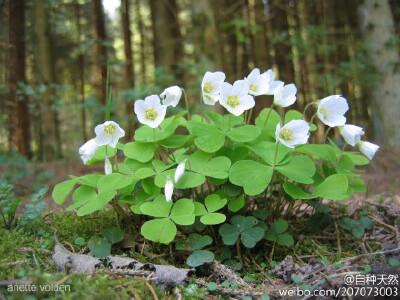 白色酢浆草，Oxalis acetosella，摄影：spanske blomster