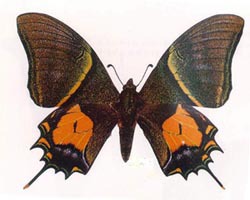 金斑喙凤蝶Teinopalpus aureus 雌雄蝶的形态不同。雄蝶体、翅黑褐，布满浓金绿色微粒，前翅中域有一金绿色横带，后翅中区有一明显的近五边形金黄色斑块，该蝶中名由此而得；后翅有一显著尾突。雌翅无金绿色，后翅五…
