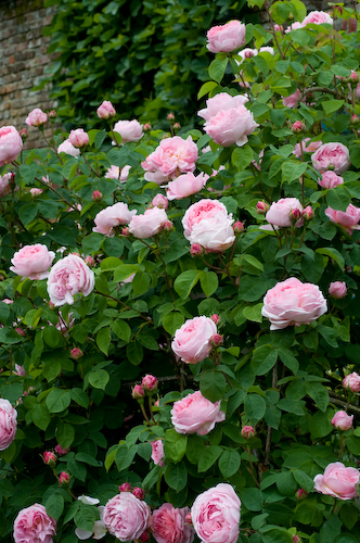 By Georgianna Lane-Rosa 'Constance Spry' in early June .