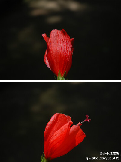 我有花一朵 种在我心中 含苞待放意幽幽