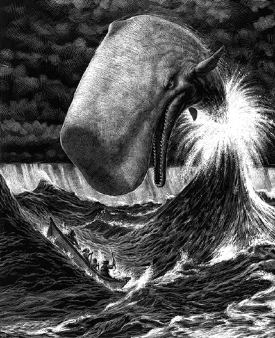 illustration白毛鲸