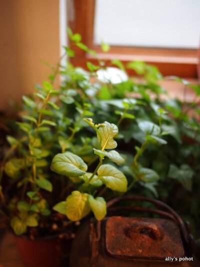 角落里的绿植物～