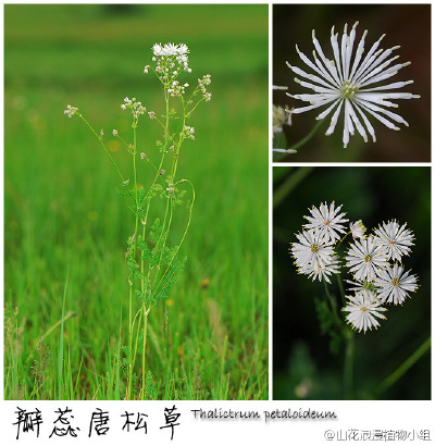 瓣蕊唐松草，毛茛科，唐松草属。雄蕊特化为花瓣状，纠结名称的话，是不是该叫蕊瓣唐松草？从树林下到较高的山坡，甚至直到草甸的边缘，这些白色的家伙们到处都有，若是去内蒙古，草原上会成片开放。在百花山、东灵山…