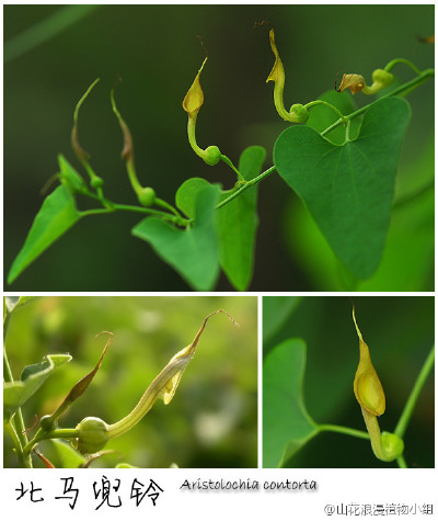 北马兜铃，马兜铃科，马兜铃属。马兜铃的花就是莫名其妙，长管子大开口，知道的是请虫子入瓮，误解为妖怪张大嘴也不为过吧。虽然不艳丽，但特殊的形态值得好好观摩。北马兜铃生于山间林下，金山、香山、松山、碓臼峪…