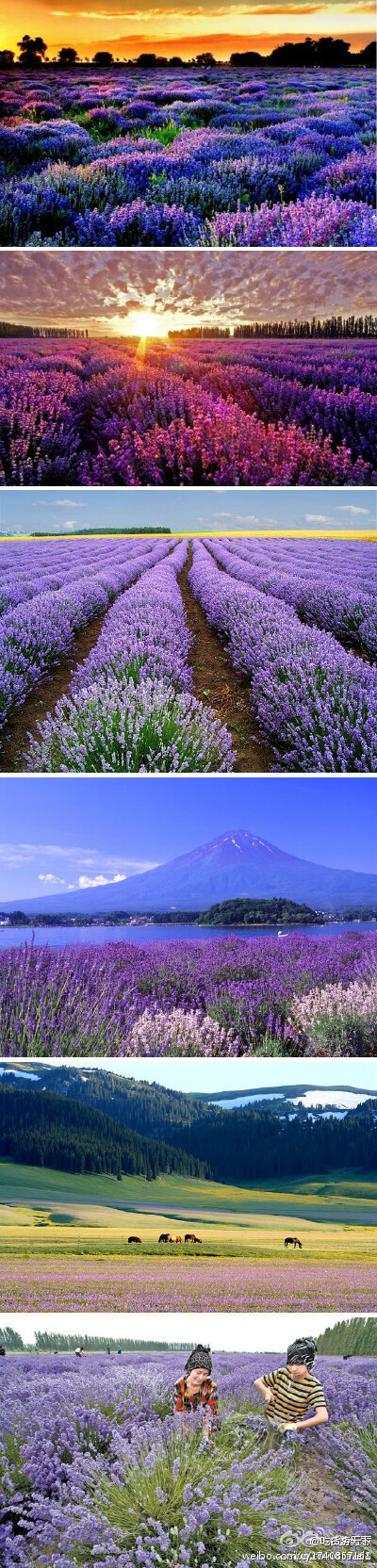 新疆伊犁薰衣草花海