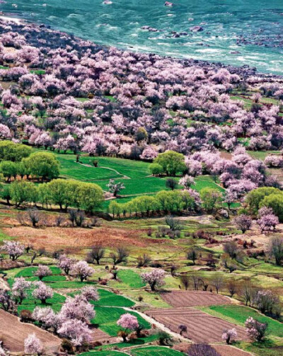 西藏林芝