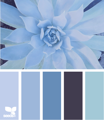 succulent blues
