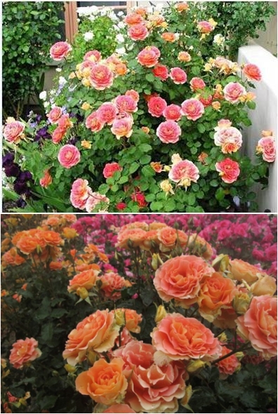 【玫瑰】铜管乐队，杏色或橙色混合，温和的香味，开花性、丰花性非常好，植株生长迅速，分枝性好，非常抗病，耐热，花期长，花色随时间渐变，这是一款花色不寻常的品种，群体绽放的效果相当惊人，是花园里颇为引人注…
