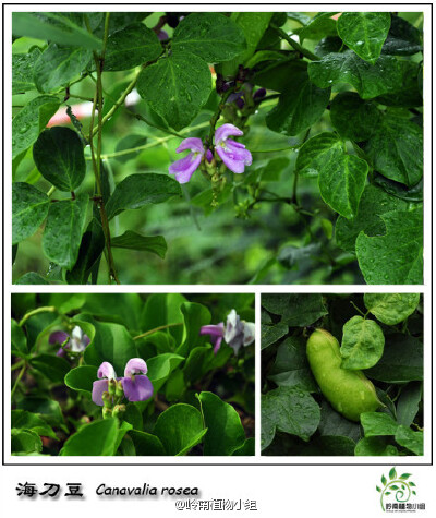 海刀豆（Canavalia rosea）蝶形花科刀豆属 攀援藤本。海刀豆是华南海边常见植物，通常生长在沙滩上，或是缠绕在灌丛中。三出复叶和粉红色的蝶形花冠很好辨认。它的豆荚比平时食用的刀豆要短而肥，不过豆荚及种子有毒…