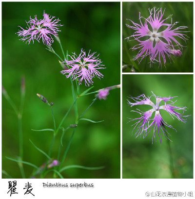 瞿麦，石竹科，石竹属。花瓣撕裂的瞿麦造型别致，是山上不可多得的精致野花，满怀艺术气质，有如风格前卫的短裙。民间把它采了，全株晒干制茶，有点暴殄天物的意思啊。瞿麦生于亚高山草甸及林缘，东灵山、大海陀、百…