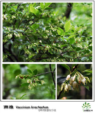 南烛（Vaccinium bracteatum）杜鹃花科越桔属 又名乌饭树，源于其叶可榨汁浸糯米蒸成乌饭食用。花苞未开时如一粒粒的白色小米粒，开放时又好似一个个小铃铛，还带着花香。浆果成熟时深红色至紫黑色，跟蓝莓可是亲戚…
