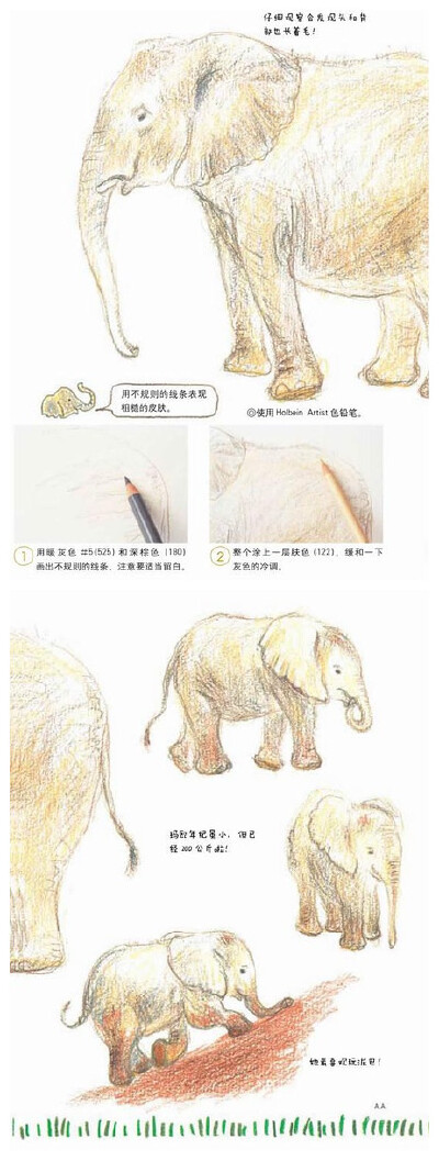 【秋草爱】教你画色铅画