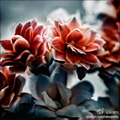 宝石花