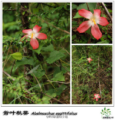 箭叶秋葵（Abelmoschus sagittifolius）锦葵科秋葵属 花色艳丽，非常稀奇的是它有红色的花，还有黄色的，如今有很多地方已经把它作为园林植物来栽培。它有一个萝卜状的肉质根，冬天地上部分会枯萎，次年春天再长出新…