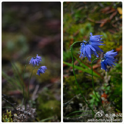 Liliaceae_Allium beesianum_蓝花韭