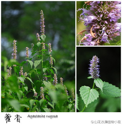 藿香，唇形科，藿香属。这个真的就是藿香正气的藿香，怎么样，至少人家开花也还算能看的吧。民间采集藿香叶子当野菜，味道比藿香正气好吃。若感觉中暑，也可揉搓藿香叶子贴脑袋上。藿香生于山间林下，小龙门、百花山…
