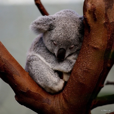 Koala by harriet
