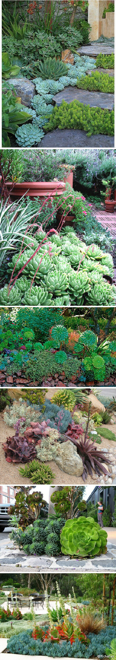 #园艺小tips#国外现在玩多肉植物的人流行一句话：not pot，意思就是多肉不应该限制在花盆里。放养才是正经事。多肉植物在花园设计中的运用越来越多～种在地里的多肉植物通过自然繁衍，生出让人激动的另一形态。