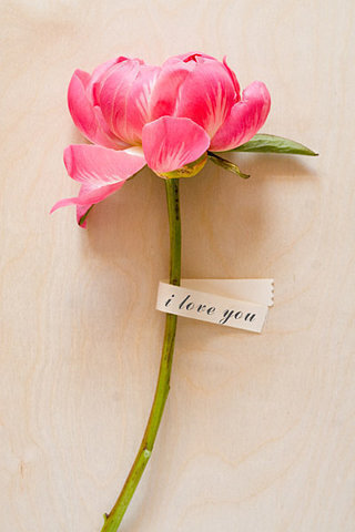 Flower dream