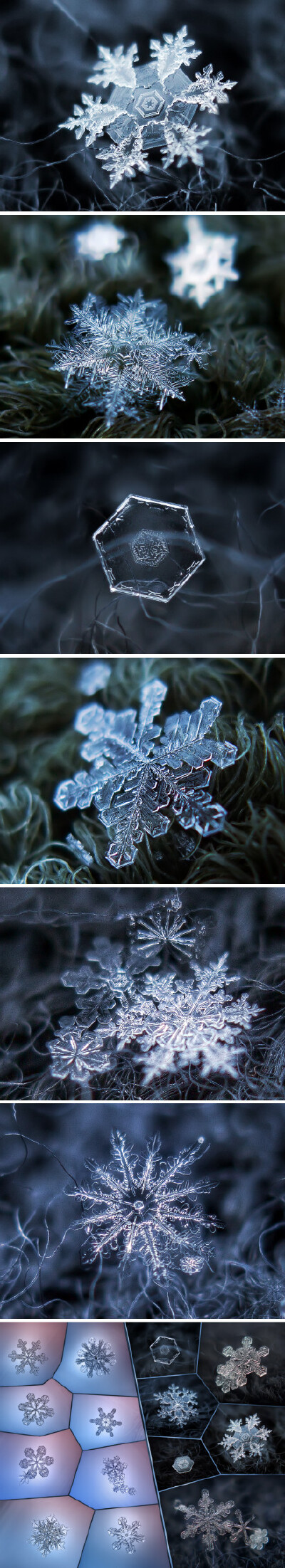 近观雪花之美，每一片雪花，都是独一无二的自然杰作。来自俄罗斯摄影师 Alexey Kljatov 的显微摄影作品，作品站点>http://t.cn/zOeiJFw （组照）