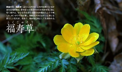 旧暦の一年「福寿草」