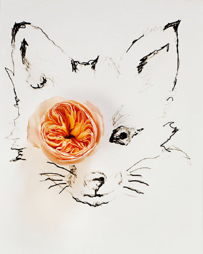 狐狸和花by Kari herer