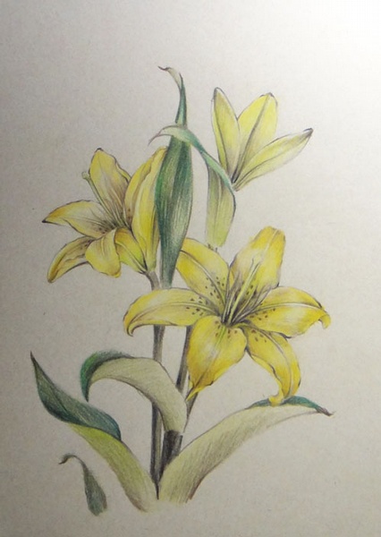 黄百合