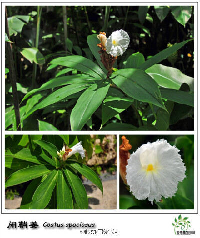 闭鞘姜（Costus speciosus）闭鞘姜科闭鞘姜属 闭鞘姜因宽而封闭的叶鞘而得名。S形螺旋排列的叶子很有特点，大而洁白的花朵生于枝顶，细看晶莹剔透，同时伴随着阵阵芳香。嫩茎似笋可食，加之在风雨雷电交加时长得更好…