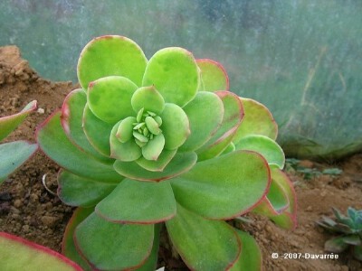阳台克—可爱的多浆植物,好想捏捏去...