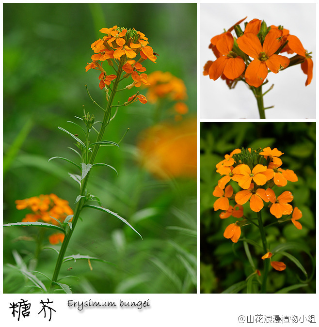 糖芥，十字花科，糖芥属。说到底，北京橘黄色的野花确实不多，糖芥是相当惊艳的种类了。生于山间草坡的糖芥远远就能被人看到，也正因这倒霉的橘黄色，糖芥经常惨遭采花游客的毒手。在小龙门、松山、百花山、雾灵山都可以看到糖芥。（北京野花№163，8月24日，摄影 @天冬 ）