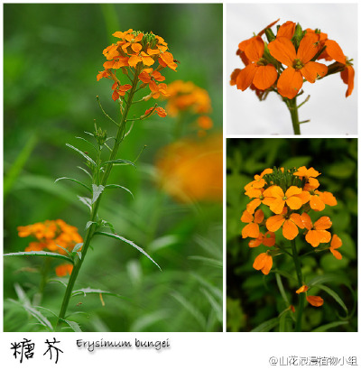 糖芥，十字花科，糖芥属。说到底，北京橘黄色的野花确实不多，糖芥是相当惊艳的种类了。生于山间草坡的糖芥远远就能被人看到，也正因这倒霉的橘黄色，糖芥经常惨遭采花游客的毒手。在小龙门、松山、百花山、雾灵山都…