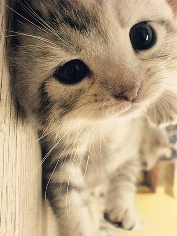 治愈,唯美,猫