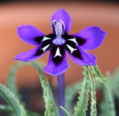 Lapeirousia oreogena。蓝色拉培疏鸢尾。