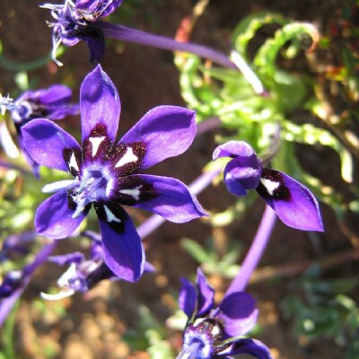 Lapeirousia oreogena。蓝色拉培疏鸢尾。