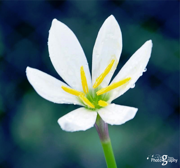 Photograph early morning by Parag Thapa on 500px
