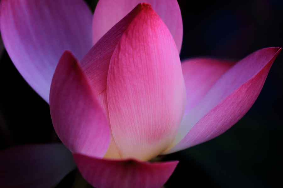 Photograph The Pink Maze by Kuang-Chung Hsu on 500px