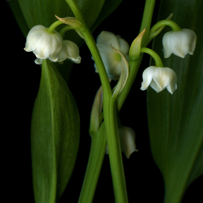 Photograph JINGLE BELLS... of MAY! Muguet. by Magda indigo on 500px