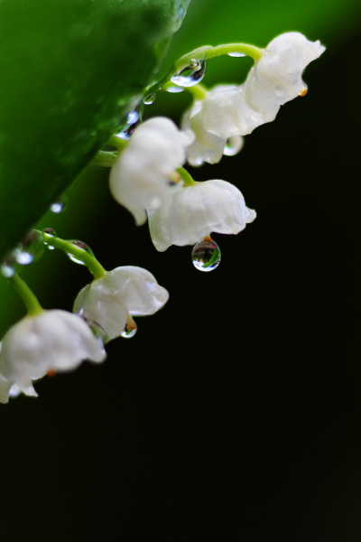 Photograph Holy Mother's tears by Chishou Nakada on 500px