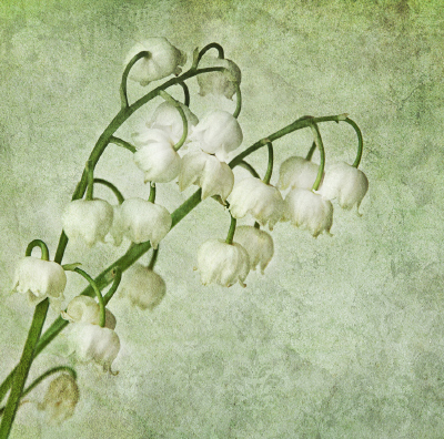 Photograph lily of the valley by Claudia Moeckel on 500px