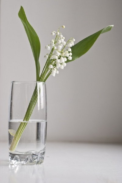 Photograph lily of the valley by Max Timermax on 500px