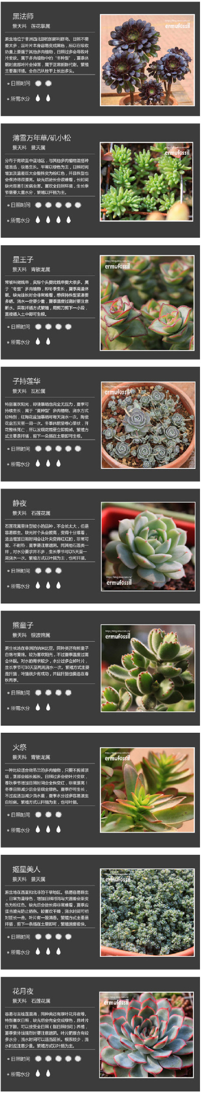 多肉植物吧