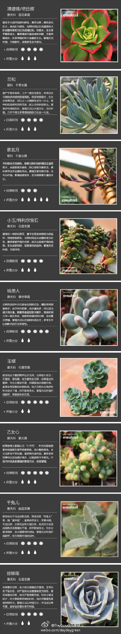 多肉植物