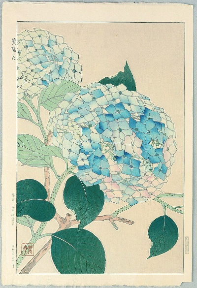 Hydrangea - by Shodo Kawarazaki 1889-1973