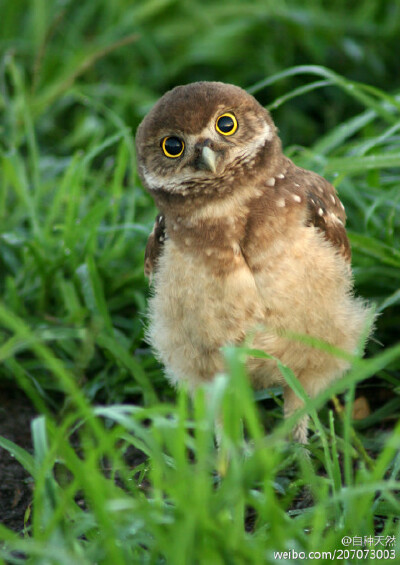 owl【owl city】快去逮老鼠，不许看热闹！