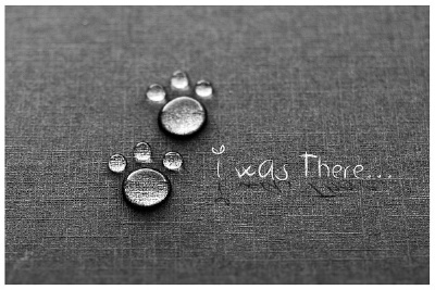 水滴小萌猫爪 < Tina >