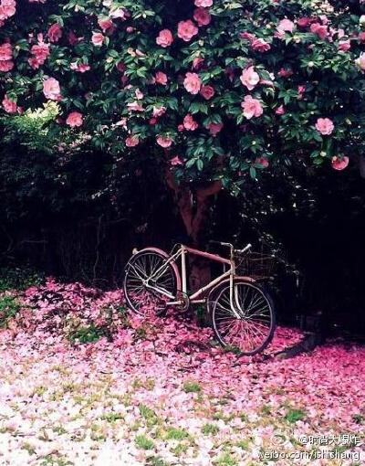 待到繁花似锦时