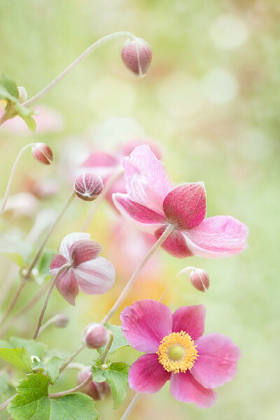 ❀