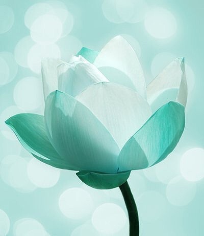 ❀