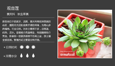 多肉植物 观音莲